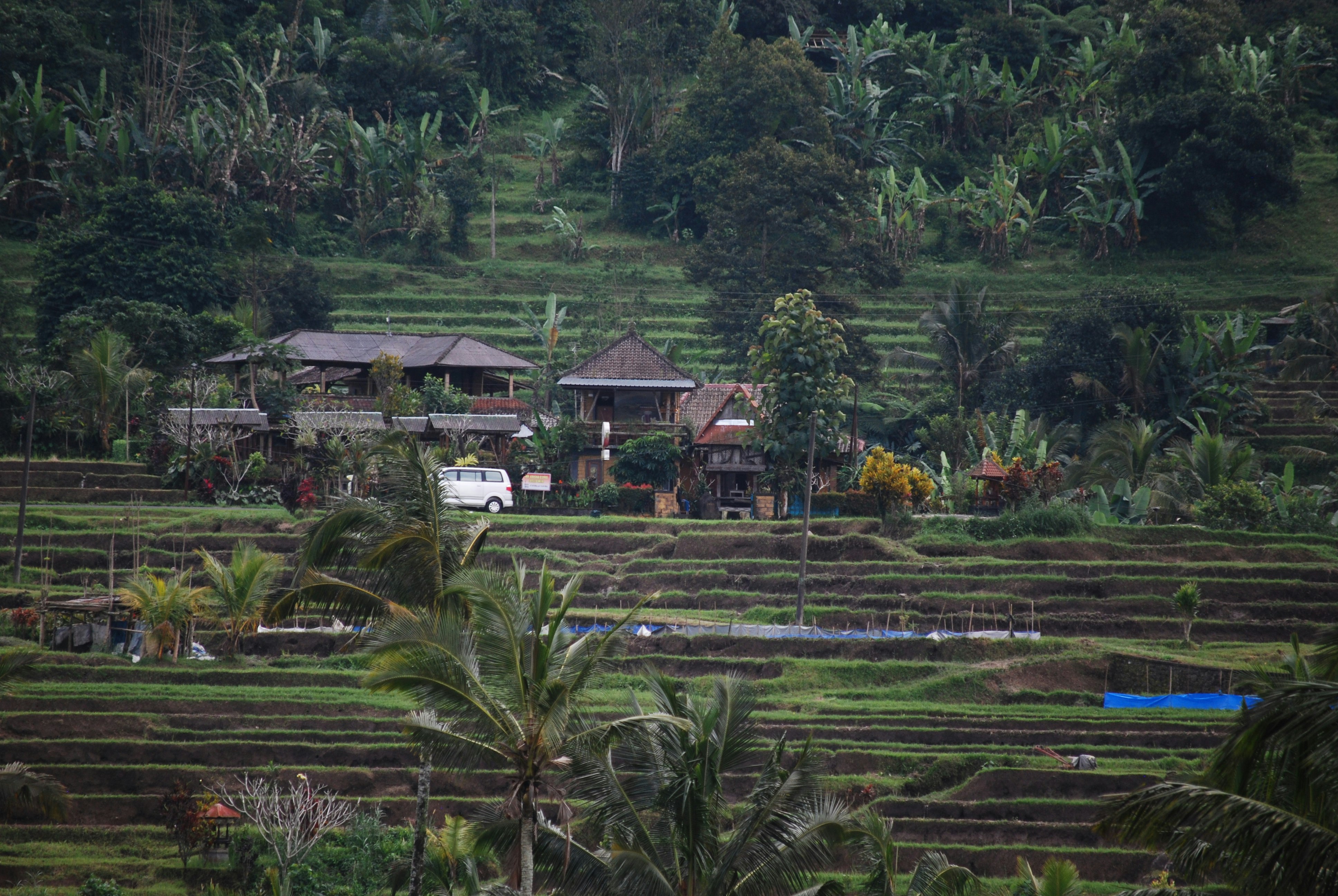 a house surrounded by trees